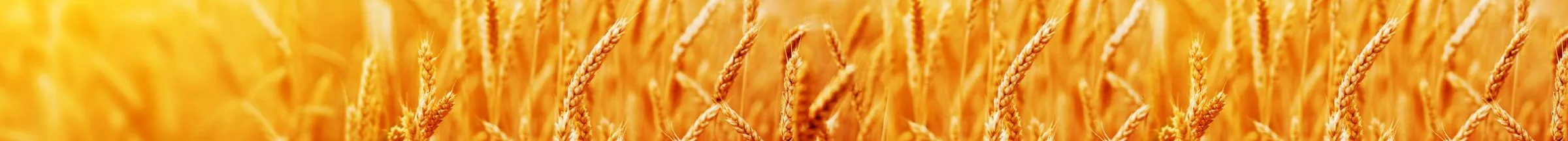 visuel agro alimentaire ble